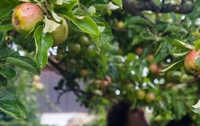 Æbler hænger på træ klar til at blive plukket af Kofoeds Skoles elever