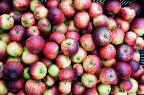 Æbler på vej til at blive mostet i Mosteriet på Kofoeds SKole. Til Høstmarked kan du selv være med til at lave æblemost